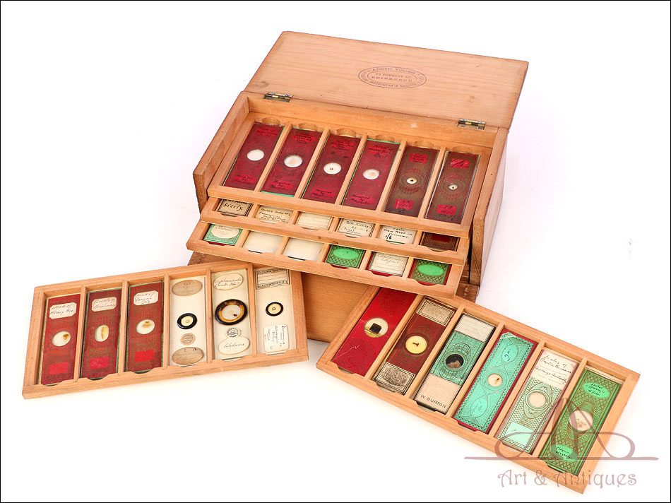Antigua Colección de 60 Preparados para Microscopio. En Estuche